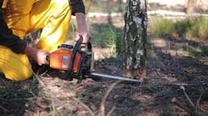 Professional Tree Removal in Warner Robins, GA